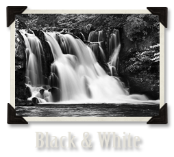 Black & White Gallery