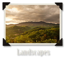 Landscape Gallery